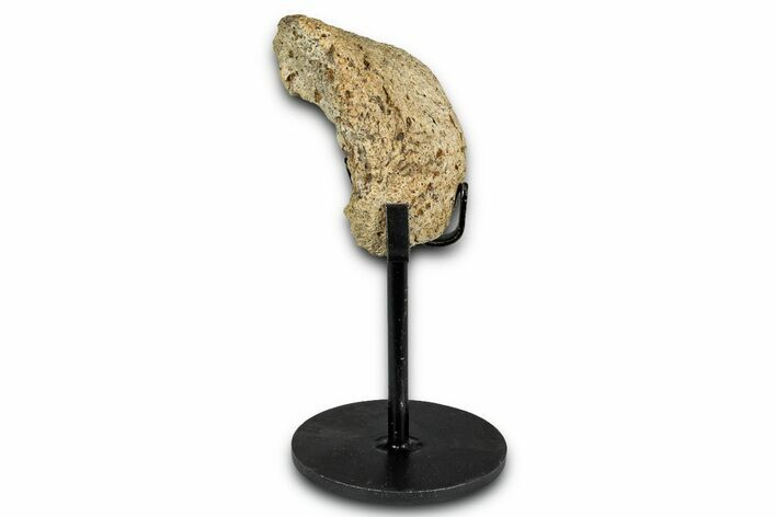 Fossil Nodosaurid Dinosaur Scute w/ Metal Stand - South Dakota #339930